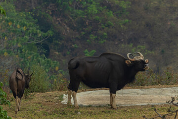 Gaur in the tropical forest.The bulls, india bison walk and eating grass.Wild gaur on a hill in a...