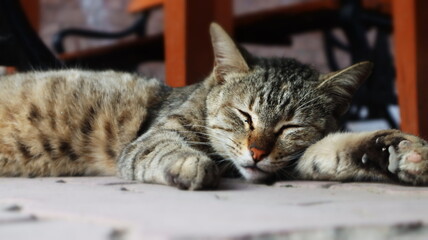 Brown kitten asleep on floor 
