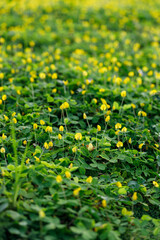 Pinto peanut or Arachis pintoi blooming covering the green and yellow field.