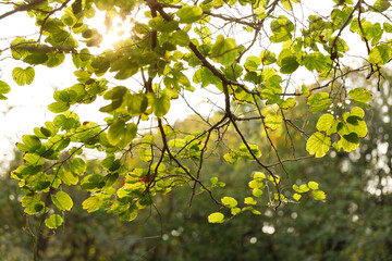 Closeup of green leaf under sunlight.