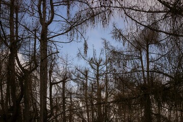 Fototapeta premium Forest seeds plantation in Denkendorf