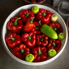 Big red and green paprika pods in round white bowl. Harvesting season. Healthy organic food from the vegetable garden.