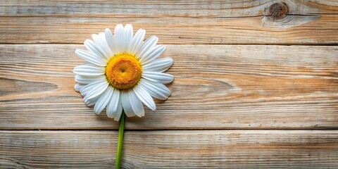 Obraz premium Daisy Divination: Love Prediction with Petals on Rustic Wood
