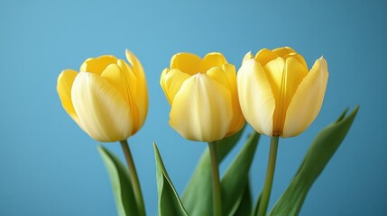 A vibrant bouquet of three delicate yellow tulips, their petals unfurling like miniature suns against a serene blue backdrop, forming the perfect centerpiece for a spring-themed poster. The soft