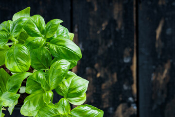 Raw Green Organic Basil Plant on Dark Background, Copy Space