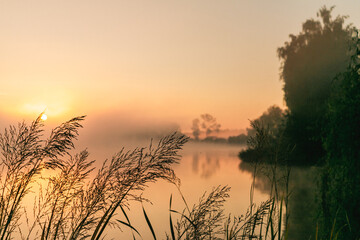 Sunrise on the lake in spring, golden sunlight, silhouettes of plants