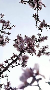 Sakura backgrounds outdoors blossom, sweet almond tree blossom, flowers, cheery tree. Firest signs of sping.
