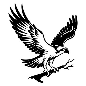 osprey bird vector silhouette, hawk osprey bird vector, osprey silhouette