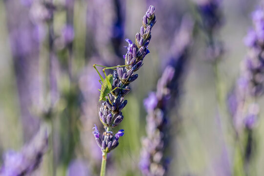 Green cricket on a sprig of lavender, Valensole, Provence, France - Powered by Adobe