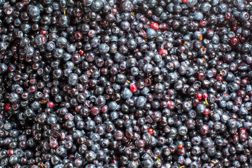 Freshly picked organic wild blueberries