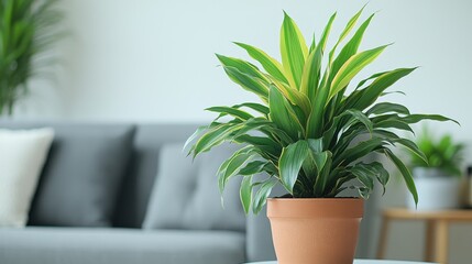 Fototapeta premium A verdant dracaena fragrans massangeana plant with its glossy leaves and vibrant green foliage stood proudly in a terracotta pot, positioned next to a sleek gray sofa in a minimalist living room. Its