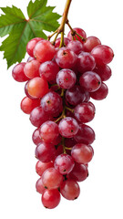 Fototapeta premium Red grapes isolated on white background, copy space