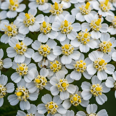 Fototapeta premium White yarrow flowers blooming in a tight cluster
