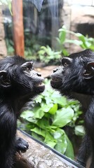 Monkeys Face-Off Zoo Glass