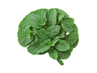 green mint leaves in shape of human brain