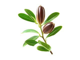 Obraz premium jojoba plant