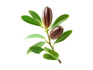 jojoba plant