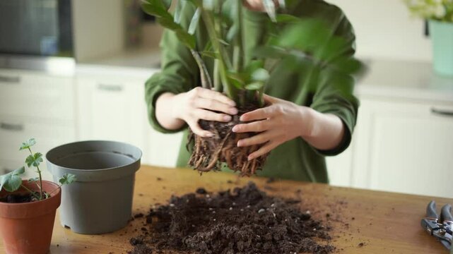 A young girl transplants a diseased zamioculcas zamiifolia