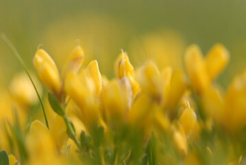 ginestra fiori