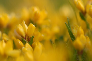 ginestra fiori