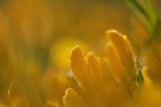 ginestra fiori