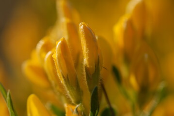 ginestra fiori