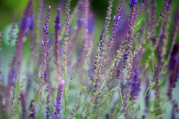 Blooming Veronica Spicata (Spiked Speedwell)