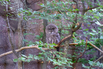 A grey owl is resting on a branch among vibrant green leaves in a dense forest. Its large, round face and striking plumage blend with the tranquil surroundings, showcasing nature's beauty
