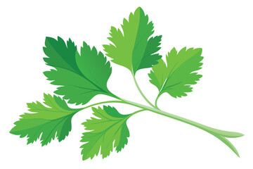 Fresh cilantro leaves on a light gray background with detailed vector illustration showcasing the vibrant green colors and leaf structure for culinary use