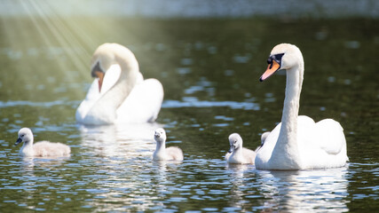 A family group of mute swans, Cygnus olor, in sunlight. This is a male and female breeding pair with cygnets. Southampton common, Hampshire, Uk