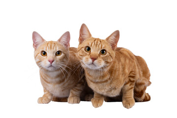 2 Purebred European Shorthair cats, laying beside each other facing front. Looking curious towards camera. Isolated cutout on a transparent background.