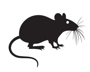 Rat vector Design