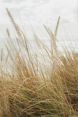 Tall Grass in Natural Landscape