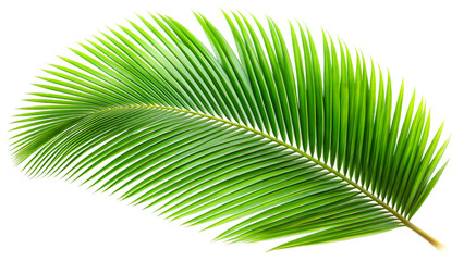 palm tree leaf