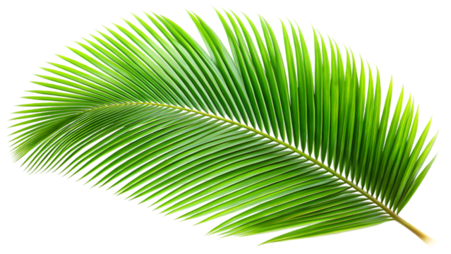 palm tree leaf