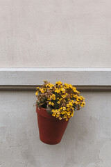Hanging Flower Pot with Yellow Flowers