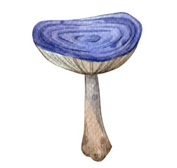 Watercolor hand painted mushroom element. Magic, nature, mystical forest. Illustration isolated on white background. Use it for postcards, invitations, and scrapbooking.