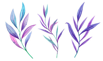 Watercolor hand painted Floral element. Flowers, violet, purple, pink. Illustration isolated on white background. Use it for postcards, invitations, and scrapbooking.