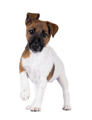 Cute Smooth Fox Terrier dog pup, standing facing front. Looking towards camera with funny uneven ears. One paws up. Isolated cutout on a transparent background.