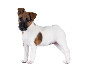 Cute Smooth Fox Terrier dog pup, standing side ways. Looking towards camera with funny uneven ears. Isolated cutout on a transparent background.