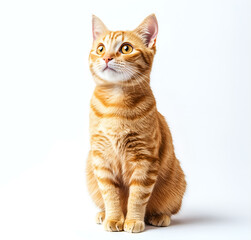 Obraz premium Cute Orange cat sitting on white background