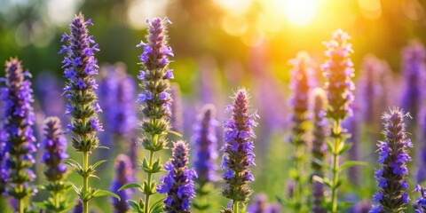 Fototapeta premium Hyssop blooms in a warm sunlight, spring, background, spring, background, flowers, landscape, foliage