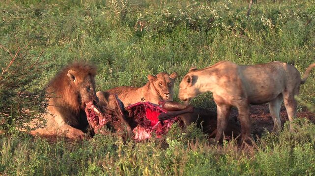 A male lion in the pride feeding on a wildebeest with sub-adults and female lions.