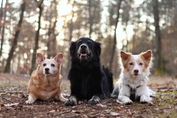 cute pack of dogs are in the forest at sunset