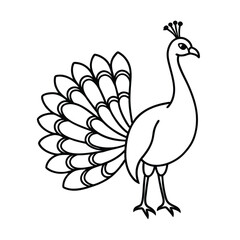 peacock vector illustration  coloring book