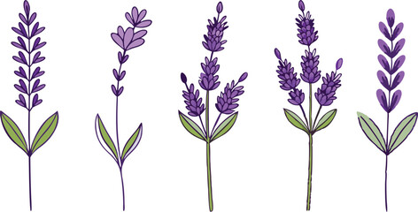 Fototapeta premium Lavender herb illustration vector set in purple tones