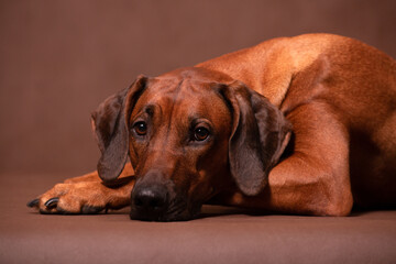 Rhodesian ridgeback resting on a brown background in the studio