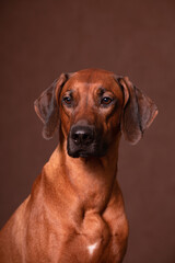 Rhodesian Ridgeback looking at camera on a brown background