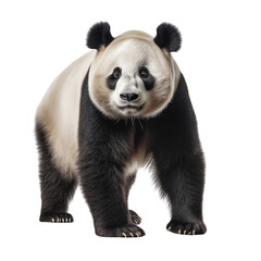 Obraz premium High Quality PNG Cutout Photo of a Panda Realistic Full Body Wildlife Image