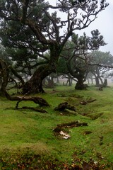Las fanal mgła madera